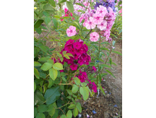 ������� *