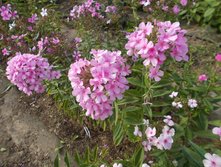 ���� ������ *)