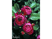 Ascot, 205���. �-� (�������� 2��).jpg