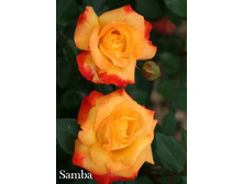 Samba, 205���. ���������� (�������� 1��).jpg