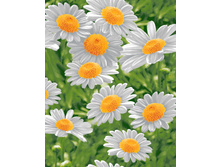 ������� ������� ���. 5235 ��� 1