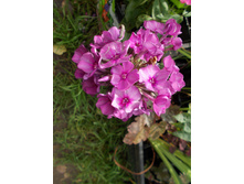 �������� ����� *