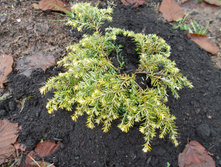 ����� ��������� ����� ���������