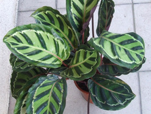 Calathea roseo-picta 'illustris'