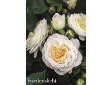 Friedenslicht, 205���. ���� (�������� 2��).jpg