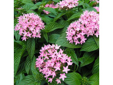 ������ �������- ������ �������� ...