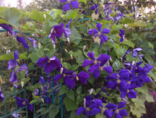 IMG 20160719 195726.jpg
