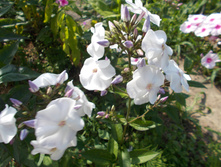 ������ ������ *)