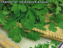 �������� ������