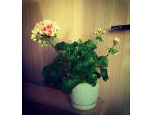 ���������� ��������� Salmon Komtess