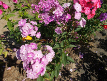 ������*)