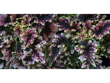 Koleus gilda (���� �� ���������)