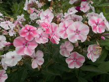 ������� ���� (���������) *)