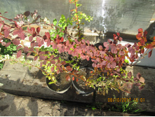 �-� ������ ������� ���������� (���)