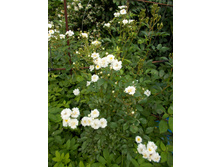 ������� �;����(�)