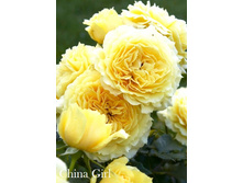 China Girl, 205���. ���������� (�������� 1��).jpg