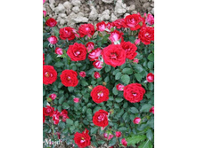 Majdi, 205���. ����������� (�������� 1��).jpg