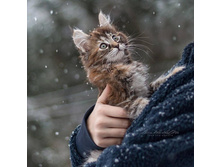 ������ ��������