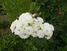 �������� (�)