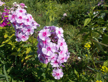 ������� *)