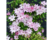 �������� ��������������� �������