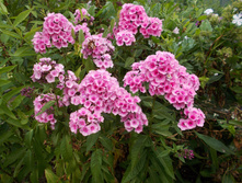 ���� ���� *)