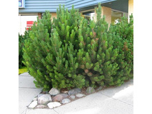 ����� ������ ���� �����.jpg