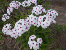 ����� ��������*)