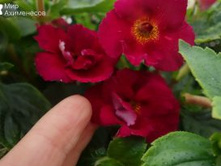 �������� Last Down