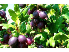 ��������� ��������.jpg