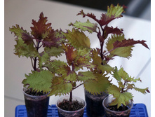 ������ �����