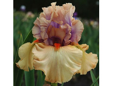 TEMPESTO ����� 07