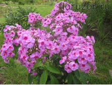 ���-���-���