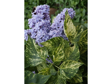 ������ ���� - ����������� -100 ��� (���)