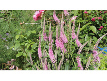 �������� �������