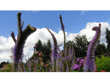 ������������� ������� ����