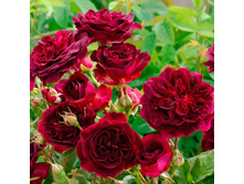 �����-�������� �������� ���. �����