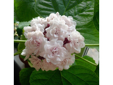������������ ������������ (Clerodendrum philippinum) - ������ �������� ...
