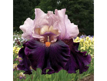 DISGUISE ������� 06