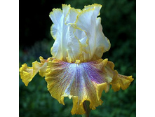 RING AROUND ROSIE (���� ������ ����) ����� 00