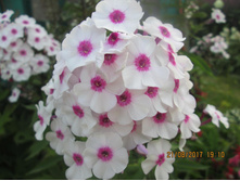 ����� ����������� ���� ���� (Early Star)-80 ���