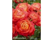 Pastella, 205���. ���������� (�������� 1��).jpg