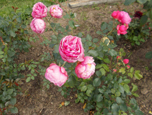 ���������� (��)