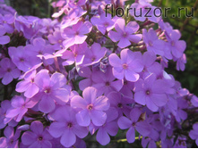 �������� (Hesperis)