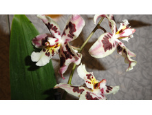 ������������� ( Odontoglossum).... ����� ��������� ...