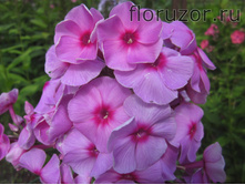 ���-���-���