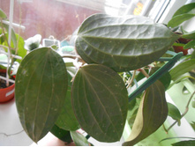 Tjadasmalangensis.