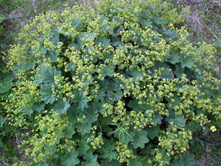 �������� ���������� - 80 ���