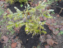 ����� ��������� ����������+)