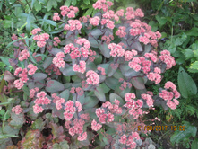 I������ ��������� - 80 ���